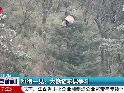 四川·难得一见：大熊猫求偶争斗
