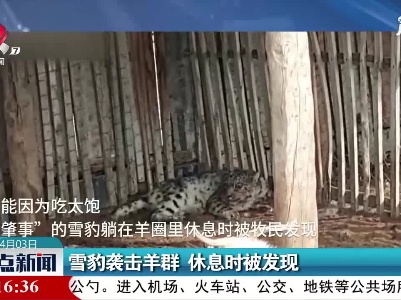 新疆：雪豹袭击羊群休息时被发现