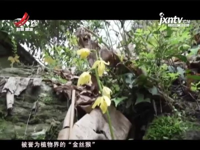 江西九岭山自然保护区惊现植物界“金丝猴”