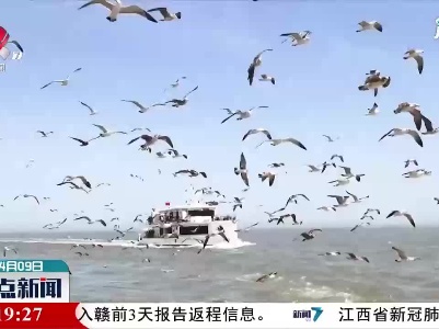 山东：和黑尾鸥一起拥抱春天
