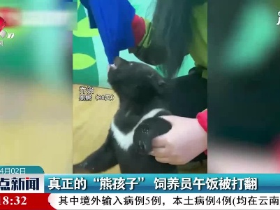 真正的“熊孩子” 饲养员午饭被打翻