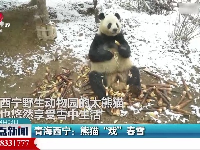青海西宁：熊猫“戏”春雪