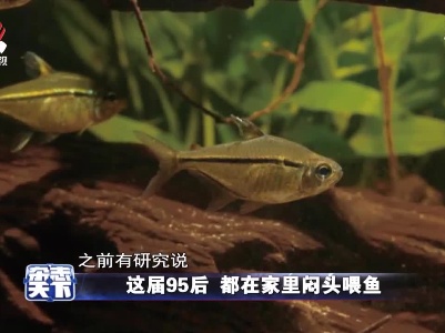 这届95后 都在家里闷头喂鱼