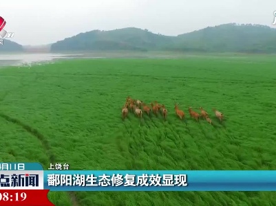 鄱阳湖生态修复成效显现