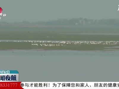 鄱阳湖：越冬候鸟北归接近尾声