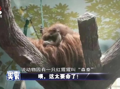 喂，这太要命了！