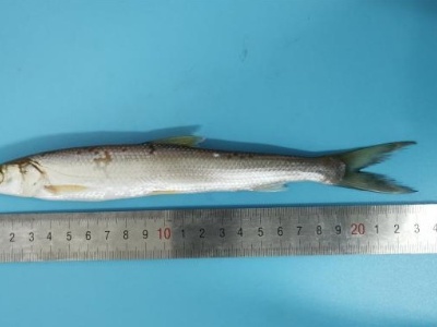 鄱阳湖重现濒危物种鳤鱼 种群数量有望逐渐恢复
