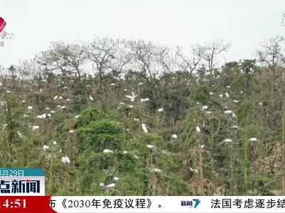 南昌象山森林公园：首批鹭鸟宝宝破壳而出