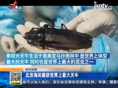 北京海关截获世界上最大天牛