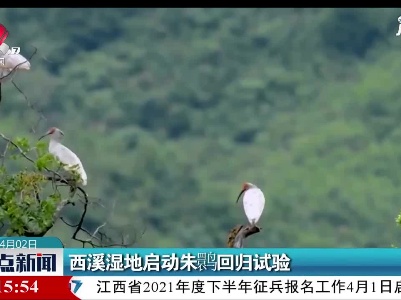 西溪湿地启动朱鹮回归试验