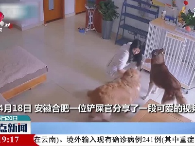 安徽合肥：二哈被训 金毛在旁幸灾乐祸