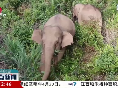 云南墨江：野生亚洲象靠近  当地启动应急预案