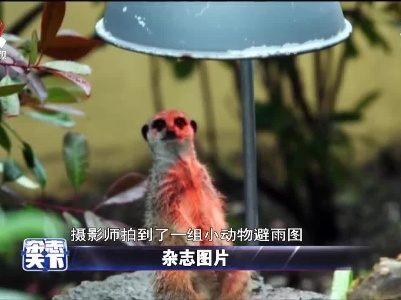 摄影师拍到了一组小动物避雨图