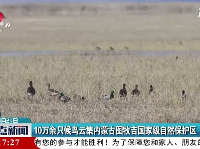 10万余只候鸟云集内蒙古图牧吉国家级自然保护区