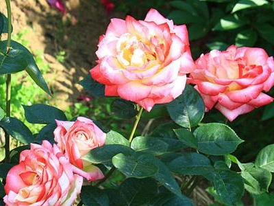 南昌街头盛开月季遭“辣手摧花” 市绿化管理处无奈