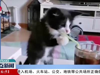小猫咪能有什么坏心眼？只是想用吸管喝水