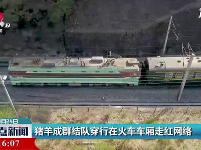 猪羊成群结队穿行在火车车厢走红网络