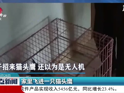 安徽：家里飞进一只猫头鹰