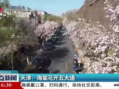 天津：海棠花开五大道