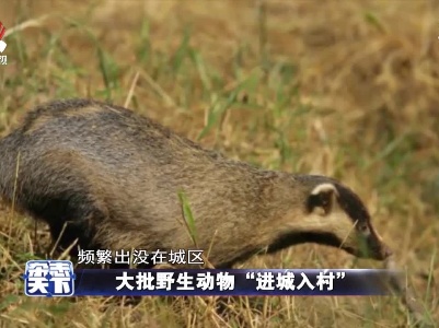 大批野生动物 “进城入村”