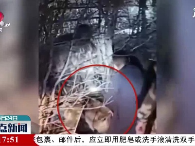 黑龙江密山闯入村庄的野生东北虎被麻醉