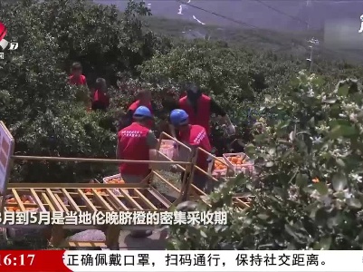 湖北：小小脐橙坐“小火车”“跑”出深山