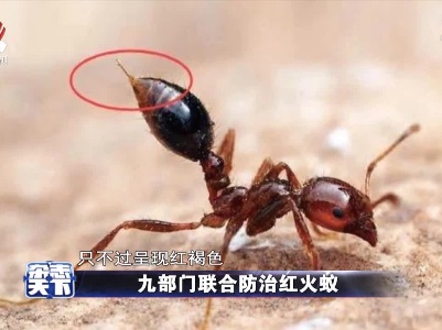 九部门联合防治红火蚁
