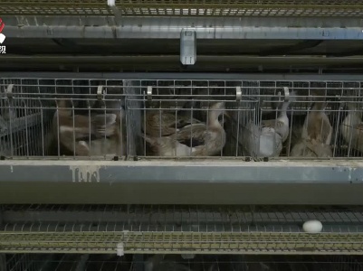 江西：革新畜禽养殖工艺 减少农业面源污染