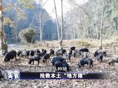 抢救本土“地方猪”