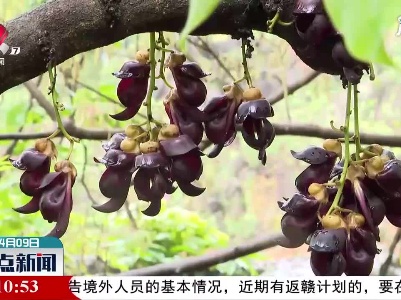 宜春：“百雀朝枝”引人醉