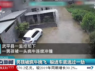 福建：男孩被疯牛挑飞 躲进车底逃过一劫