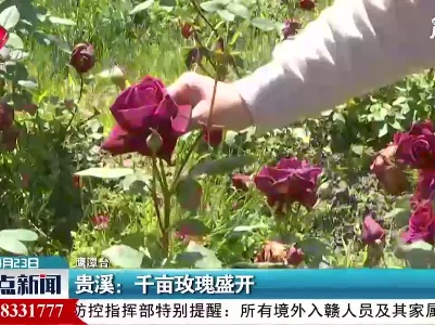 贵溪：千亩玫瑰盛开