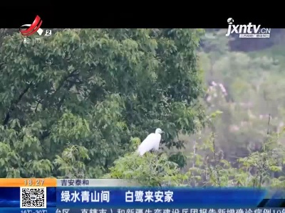 吉安泰和：绿水青山间 白鹭来安家