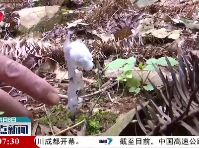 鹰潭：贵溪北部山区发现珍贵物种水晶兰
