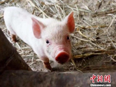 猪肉价格降了 10元一斤的猪肉要来了？