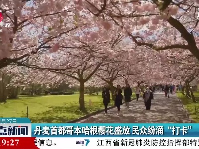 丹麦首都哥本哈根樱花盛放 民众纷涌“打卡”