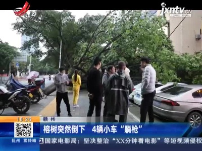 赣州：榕树突然倒下 4辆小车“躺枪”