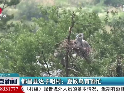 都昌县达子咀村：夏候鸟育雏忙