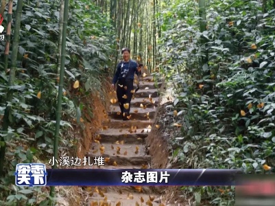 云南金平迎最大规模“蝴蝶大爆发”