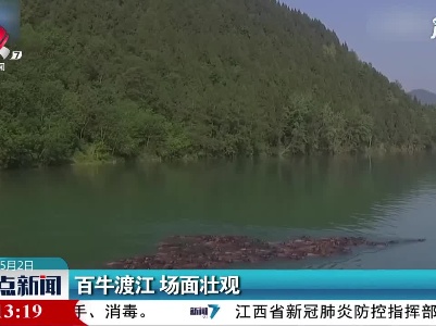 四川：百牛渡江 场面壮观