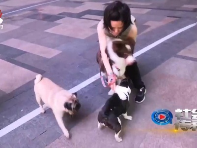 社会传真20210519 出门遛狗 别掉“链子”