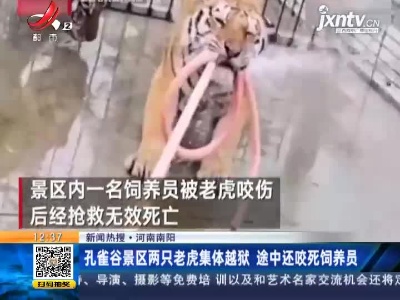 【新闻热搜】河南南阳：孔雀谷景区两只老虎集体越狱 途中还咬死饲养员