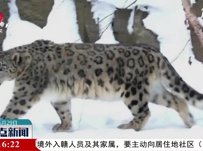 贺兰山重现国家一级保护动物雪豹身影