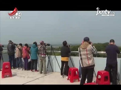 九江都昌：鄱阳湖区夏候鸟吸引大批摄影爱好者