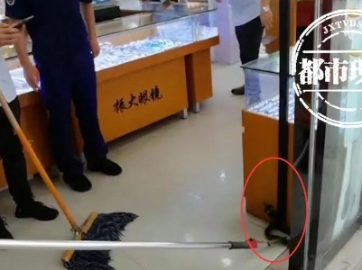 店员吓到了！眼镜店里来了条眼镜蛇...