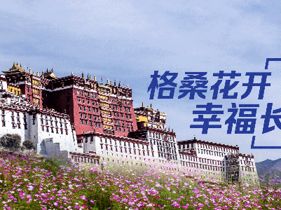 格桑花盛放在洒满阳光的高原