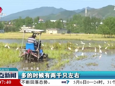 萍乡：昔日石灰岭 今夕白鹭飞