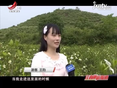 鹰潭贵溪：500亩栀子花竞相绽放 香气弥漫山野