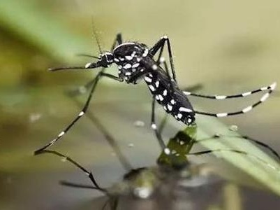 南昌疾控提醒：6月进入蚊虫活跃期谨防登革热