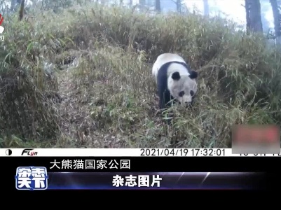 摄影机拍摄到野生熊猫